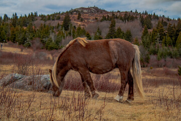 Wild pony at Grayson Highlands