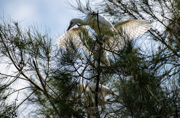 Egret (Ardea alba)