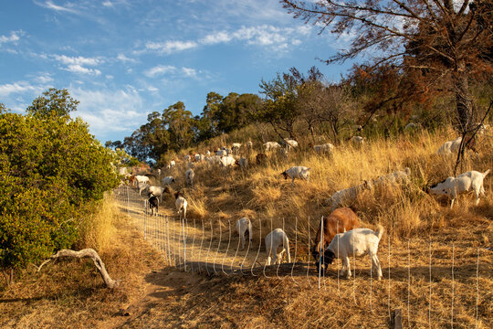 Goats grazing a dry California hillside to reduce vegetation and fire mitigation.