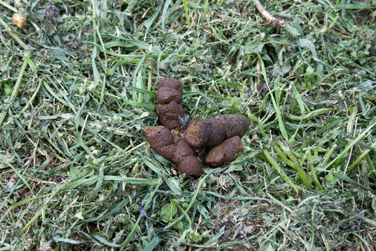 big pile of dog shit lies on the city lawn. outdoor closeup. fresh animal dung on which big fly climbs