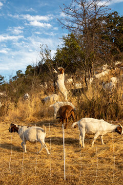 Goats grazing a dry California hillside to reduce vegetation and fire mitigation.