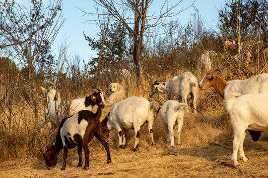 Goats grazing a dry California hillside to reduce vegetation and fire mitigation.