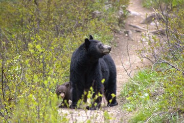 Obraz na płótnie Canvas Black bear and her two cubs in Teton National Park