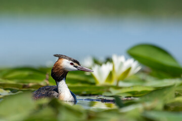 Crested grebe swims on the lake in a field of white water lilies