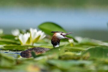 Crested grebe swims on the lake in a field of white water lilies