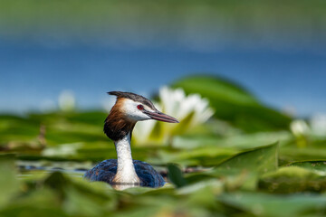 Crested grebe swims on the lake in a field of white water lilies