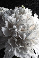 Photo still life flowers peonies