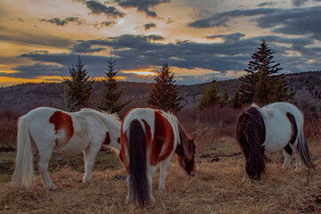 Wild ponies at Grayson Highlands
