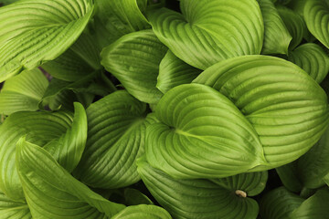 green leaves in the park, backgrounds