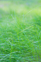Abstract green grass background.Summer nature.