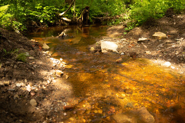 Clean forest river with drinking water. A river in a rainforest.
