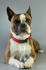 funny Boston terrier  with an hourglass in its paws as a symbol of the lifespan of a dog