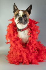 Funny Boston terrier  in a red boa dressed for carnival on a gray background
