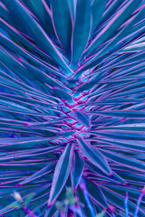 Nature poster. Palm tree (purple and green) - 512211401