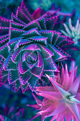 Nature poster. succulent (purple and green) - 512211404