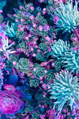 Nature poster. succulent (purple and green) - 512211406