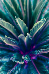 Nature poster. Palm tree (purple and green) - 512211418