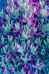 Nature poster. succulent (purple and green) - 512211422