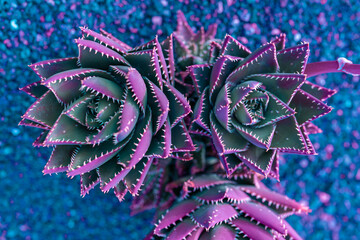 Nature poster. succulent (purple and green) - 512211423