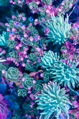 Nature poster. succulent (purple and green)