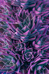 Nature poster. succulent (purple and green) - 512211429