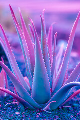 Nature poster. succulent aloe(purple and green)