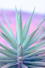 Nature poster. Palm tree (purple and green) - 512211435