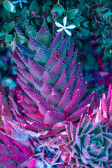 Nature poster. succulent (purple and green) - 512211437