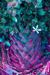 Nature poster. succulent (purple and green)