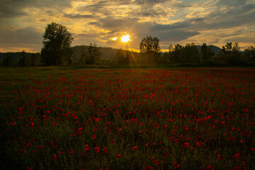 suggestive sunset over the poppy field in summer