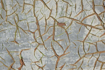 Background is sheet of metal painted with old peeling white paint.