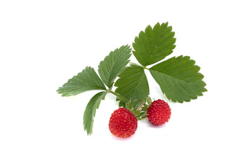 wild strawberry with leaves on white background