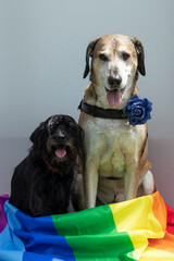 funny bid yellow and small black dogs  wrapped in a rainbow colored flag as symbol of  gay pride and gay rights.