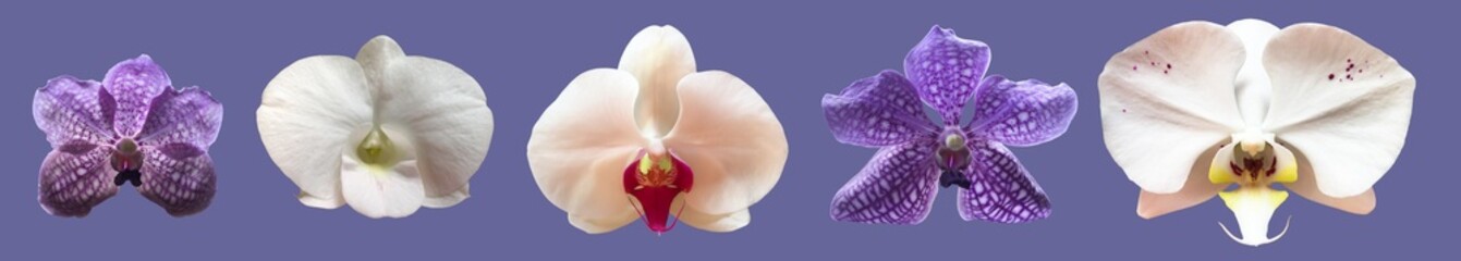 Isolated vanda, hybrid and phalaenopsis orchid flower with clipping paths.