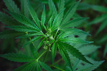 Cannabis bush is a narcotic and medicinal plant.