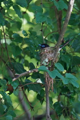 japanese paradise flycatcher in the nest