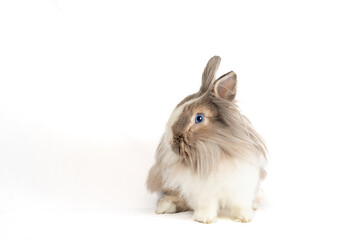 Obraz premium Studio photography with an isolated background of a rabbit with lots of hair and incredible blue eyes