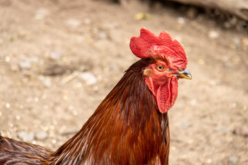 close up of rooster