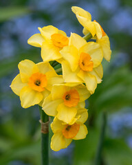 Beautiful colorful narcissus or Daffodil close up. Gardening. The backyard garden. Forget-me-not flowers in background