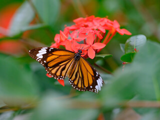 スジクロカバマダラ