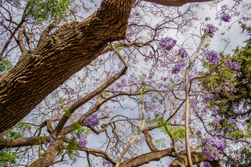 Background with branches of Jacaranda Mimosifolia tree with violet flowers