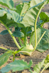 Kohlrabi cabbage growing in garden. Kohlrabi or turnip cabbage.
