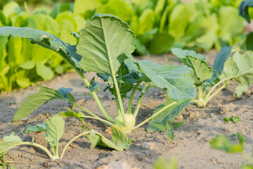 Green Kohlrabi turnip in garden bed in vegetable field.