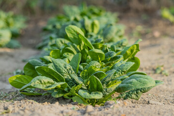 Spinach growing in garden. Fresh natural leaves of spinach growing in summer garden. Young spinach leaves close up. Healthy organic vegetarian food grown in the garden.