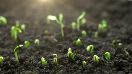 Growing plants in timelapse, Sprouts Germination newborn seeds - Powered by Adobe