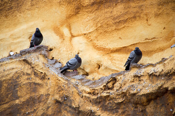 Three grey pigeons sitting on a yellow rocky wall