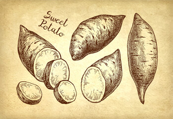 Sweet potato ink sketch set.