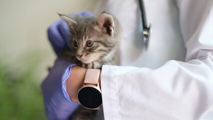 Woman veterinarian holding small kitten in hands