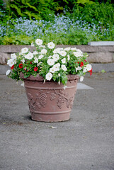 Fototapeta na wymiar Red and White Petunia Plants in a Large Pot 