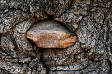 Stone caught in tree growing around it